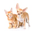 Tiny chihuahua puppy and maine coon cat looking at camera together