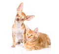 Tiny chihuahua puppy and maine coon cat together. isolated on white background