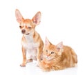 Tiny chihuahua puppy and maine coon cat together. on white