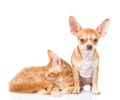 Tiny chihuahua puppy and sleeping maine coon cat together. isolated