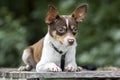 Tiny Chihuahua Rat Terrier mixed breed dog pet adoption photo Royalty Free Stock Photo