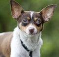 Tiny Chihuahua Rat Terrier mixed breed dog pet adoption photo Royalty Free Stock Photo
