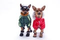 Tiny chihuahua and terrier toys in winter costumes.