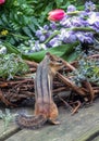 Tiny chipmunk stands by a basket of spring flowers