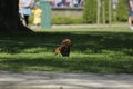 A tiny chocolate dachshund is walking in a tree shadow