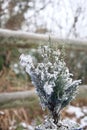 Tiny Christmas tree fir dusted with snow outside Royalty Free Stock Photo
