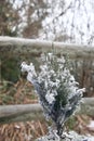 Tiny Christmas tree fir dusted with snow outside Royalty Free Stock Photo