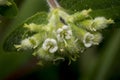 Tiny circaea nightshade enchanter flowers