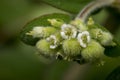 Tiny circaea nightshade enchanter flowers