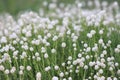 Tiny cloud-like flowers in a plant Royalty Free Stock Photo