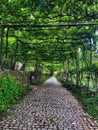 Single Lane Road with Grape Arbor in Portugal Royalty Free Stock Photo