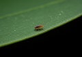 Tiny Collembolan on a Green Leaf Macro Photography Royalty Free Stock Photo