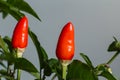 Tiny colorful chili peppers on the plant