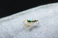 Tiny colorful jumping spider