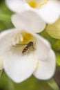 Wasp on a pretty flower with yellow poppy-shaped petals on which the plant pollinates Royalty Free Stock Photo