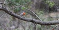 Tiny colorful Rose Robin, Petroica rosea 4K