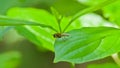 Tiny common awl robberfly on a green leaf - Neoitamus cyanurus