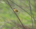 Common Yellow-throat in his Environment