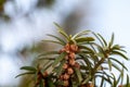The Tiny Cones Of A Yew In Springtime