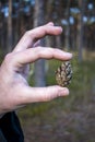 Tiny conifer cone on the Childs hand Royalty Free Stock Photo