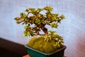 Tiny crab apple bonsai tree