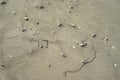 Tiny crab carcasses on the sand