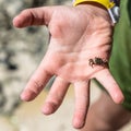 Tiny crab on a child hand