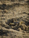 Tiny crab hiding in the sand.