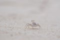 Tiny crab living in the sand. Coral reef wildlife