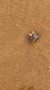 Tiny crab on the sandy beach