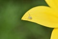 Tiny crab spider waiting for prey on the petal of a yellow flower