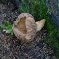 tiny creamy tan mushroom with upturned cap