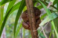 Tiny creature with big eyes, tail and paws