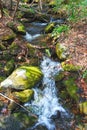 Tiny Creek in a Mountain Forest