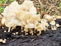 Tiny Crepidotus variabilis kidney-shaped fungi sprouting from decay trunk. Royalty Free Stock Photo