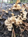Tiny Crepidotus variabilis kidney-shaped fungi sprouting from decay trunk. Royalty Free Stock Photo