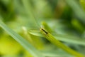 Tiny Cricket Royalty Free Stock Photo