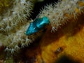 Tiny critter, macro life, bahamas. Underwater photography