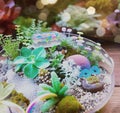 Tiny crystal treasure chest in a glass terrarium garden of mushrooms and succulents edited ai