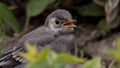 A tiny cute baby bird sits in the foliage