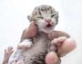 Tiny cute baby kitten in the palm of the hand Royalty Free Stock Photo