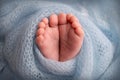 Soft feet of a newborn in a blue woolen blanket. Close-up of toes, heels and foot of a newborn baby. Royalty Free Stock Photo