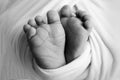 Soft feet of a newborn in a blancket. Close-up of toes, heels and feet of baby. Black and white studio macro photography Royalty Free Stock Photo