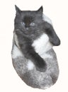 Tiny cute black kitten in felt boot Royalty Free Stock Photo