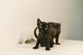 Tiny cute devon rex pup kitty look at camera