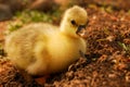 Tiny cute gosling