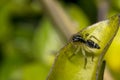 Tiny cute jumping spider on a leaf Royalty Free Stock Photo