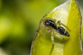 Tiny cute jumping spider on a leaf Royalty Free Stock Photo