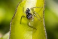 Tiny cute jumping spider on a leaf Royalty Free Stock Photo
