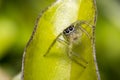 Tiny cute jumping spider on a leaf Royalty Free Stock Photo